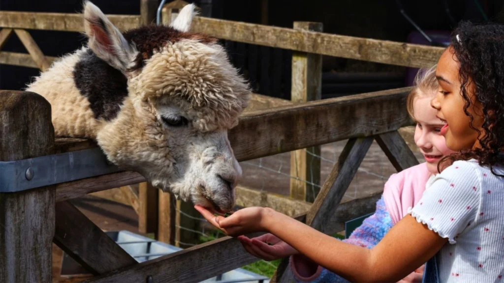 Happy girls fedding an Alpaca at Wellington Country Park